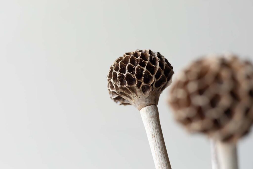 Molinillo Molaris whisk Let's Pause