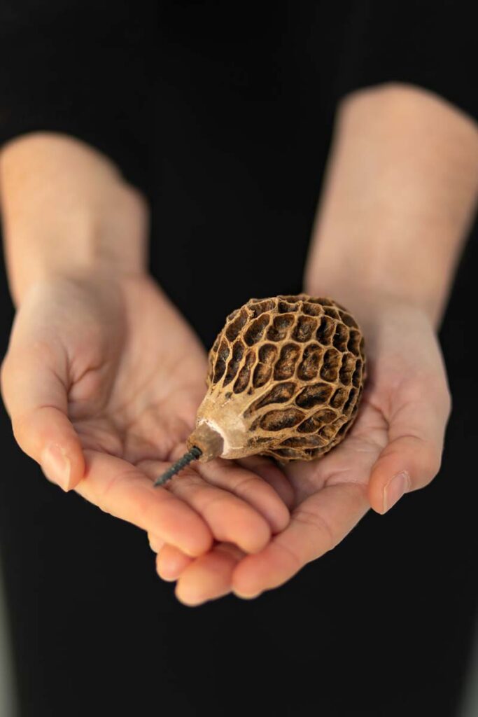 Molaris Hanger 2 units Natural Let's Pause