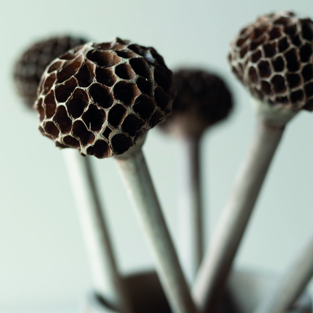 Molinillo de cacao de aspecto natural , proviene de la flor del magnolio. Extraordinariamente decorativo, que puedes colocar en un jarrón, en una cesta o reposando en el centro de tu mesa. Cuando estés en la cocina, tu molinillo Molaris es la herramienta secreta para batir el chocolate y darle una textura esponjosa, delicada y perfecta.