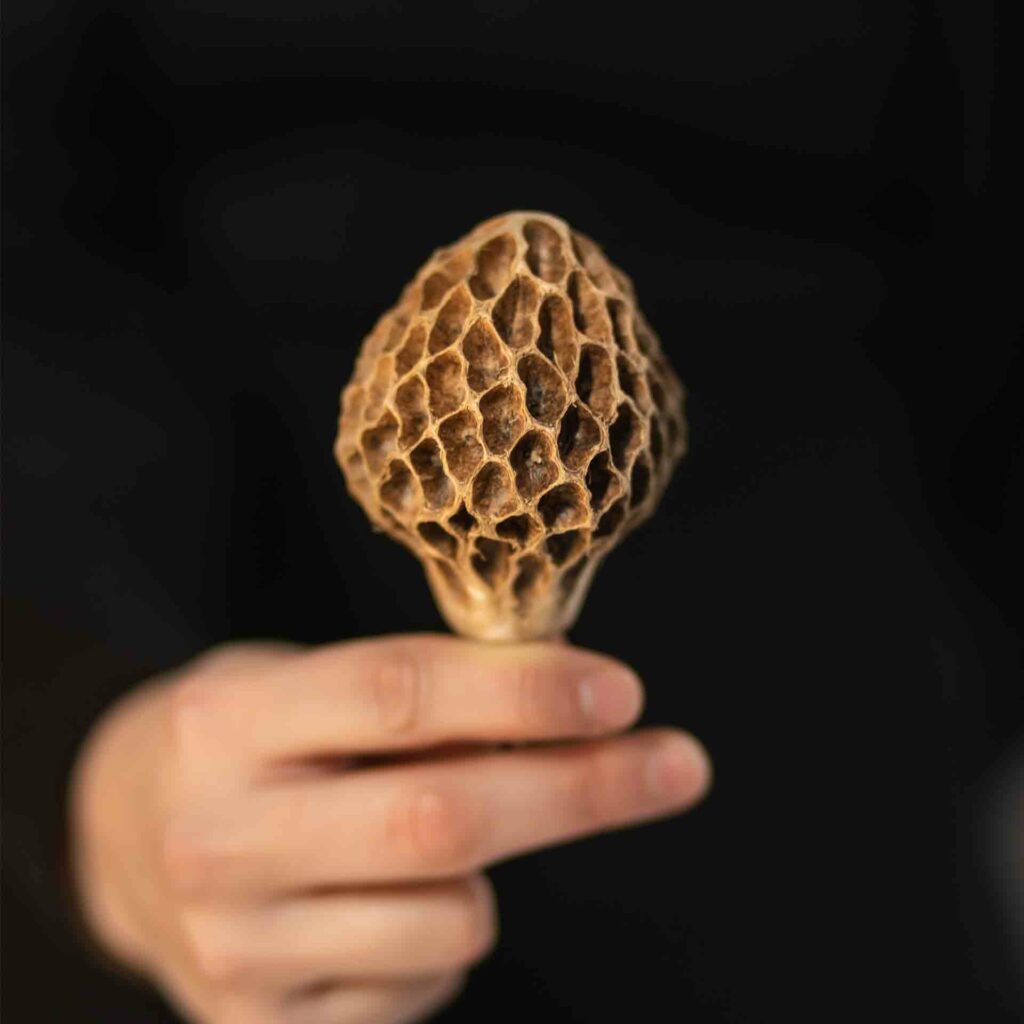 Molinillo de cacao de aspecto natural , proviene de la flor del magnolio. Extraordinariamente decorativo, que puedes colocar en un jarrón, en una cesta o reposando en el centro de tu mesa. Cuando estés en la cocina, tu molinillo Molaris es la herramienta secreta para batir el chocolate y darle una textura esponjosa, delicada y perfecta.