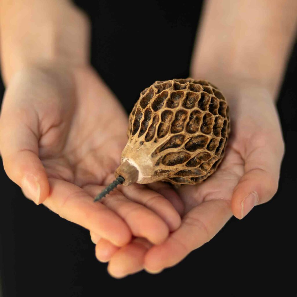 Molinillo de cacao de aspecto natural , proviene de la flor del magnolio. Extraordinariamente decorativo, que puedes colocar en un jarrón, en una cesta o reposando en el centro de tu mesa. Cuando estés en la cocina, tu molinillo Molaris es la herramienta secreta para batir el chocolate y darle una textura esponjosa, delicada y perfecta.